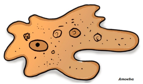 Amoeba
