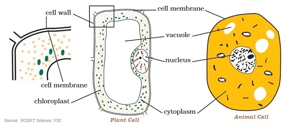 Cell Structure
