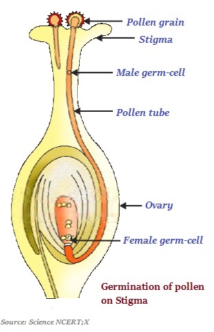 Germination of Pollen Stigma