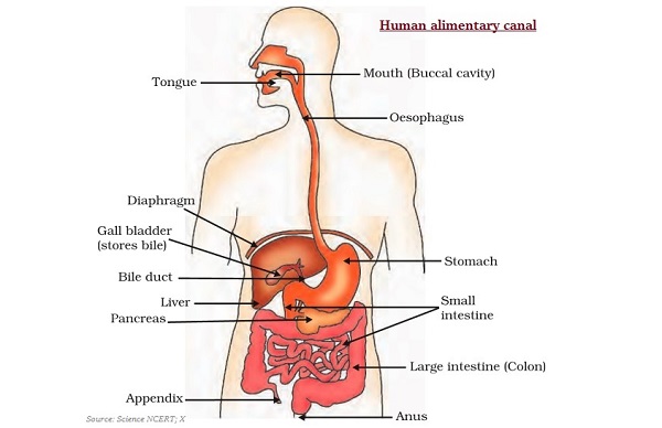 Human Alimentary Canal