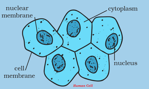 Human Cell