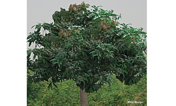 Wild Mango