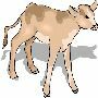 Beautiful Animals Clipart 126